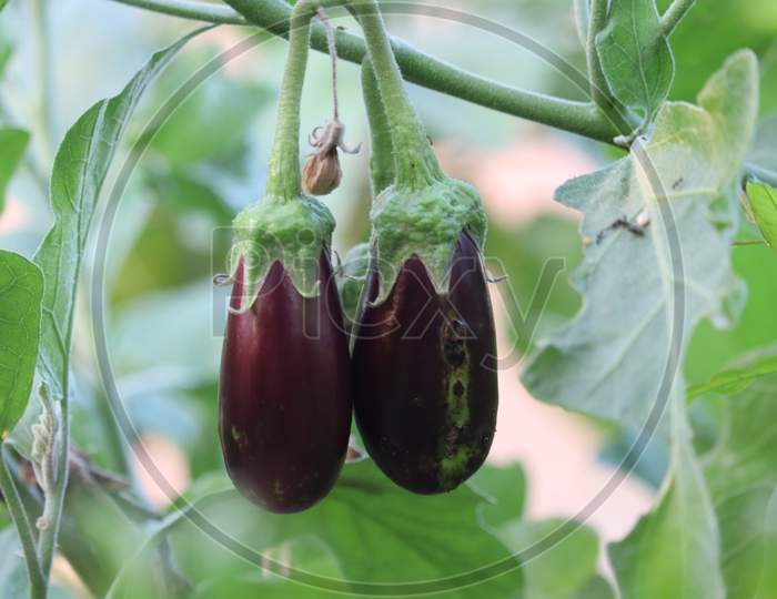 Purple Aubergine Growing In The Soil.Eggplant Culture In A Greenhouse