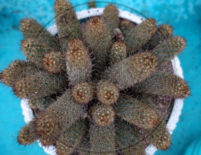 Cactus picture from the Plant Nursery