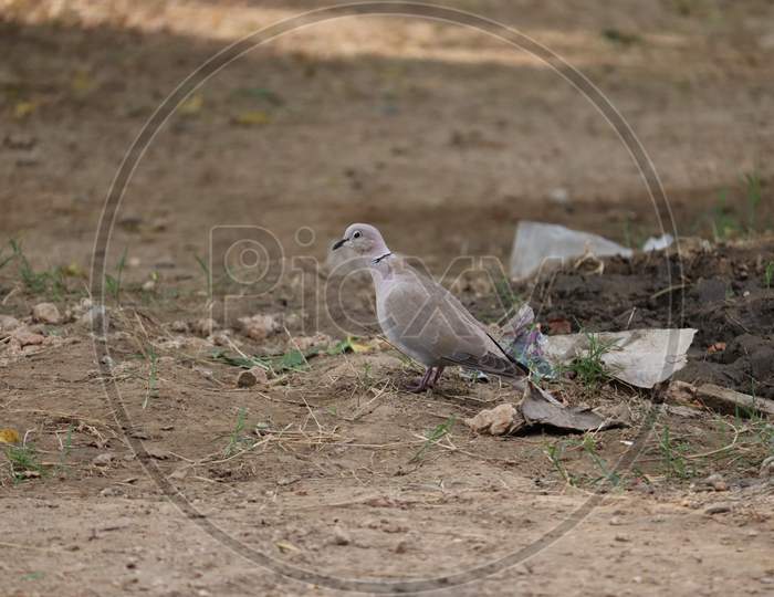 The Mourning Dove Is A Member Of The Dove Family, Columbidae. Beautiful Dove On The Ground, Dove Walking On Ground