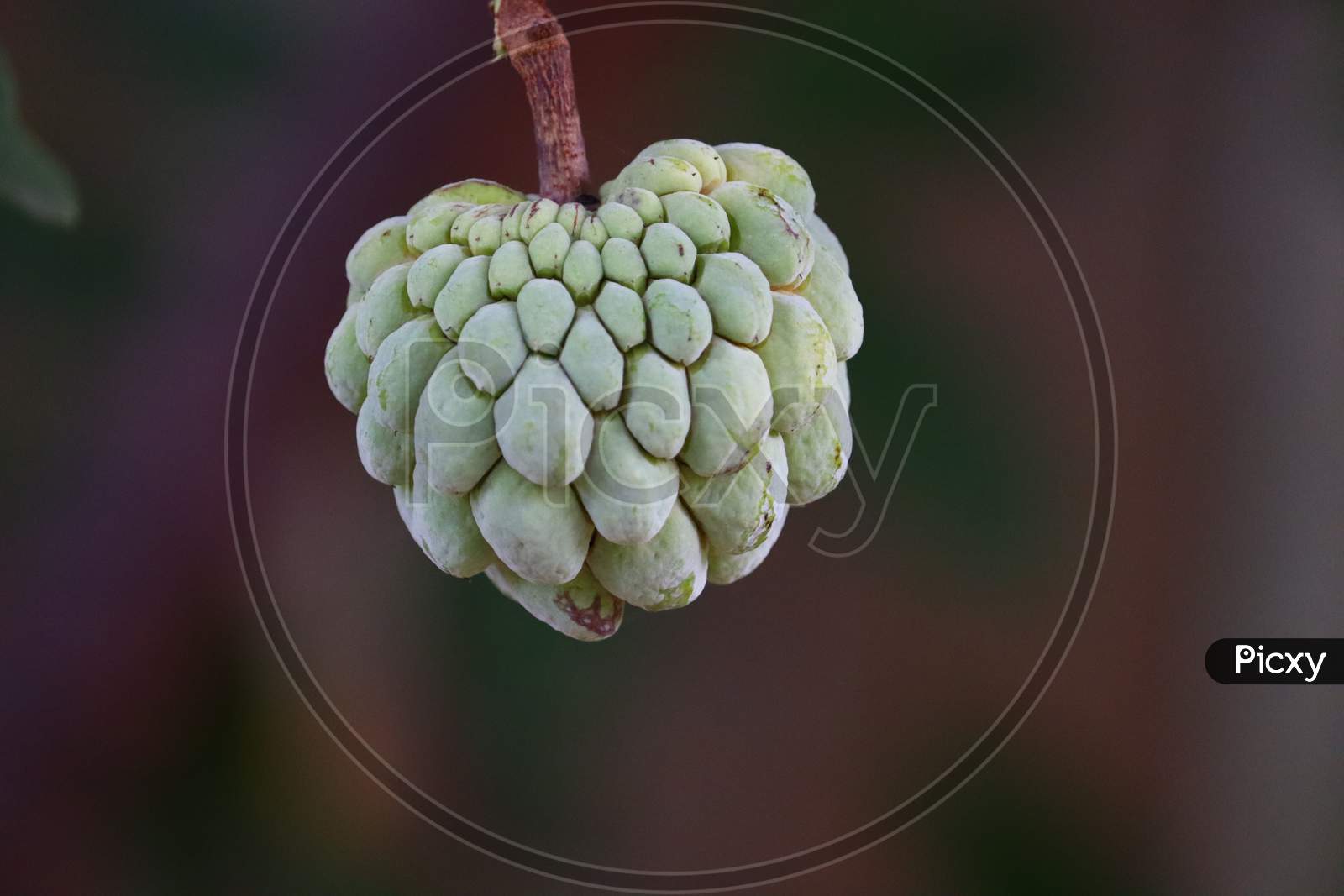 This Is A Beautiful Fresh Sugar Apple Fruit'S Or Crystal Apple.Fresh Sugar Apple On Tree In The Garden Tropical Fruit Custard Apple On Nature Green Background