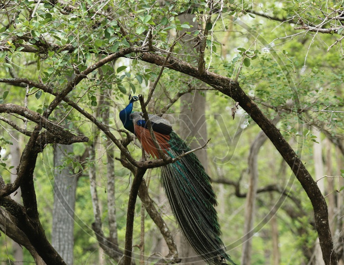 Peacock at Parambikulam Tiger Reserve