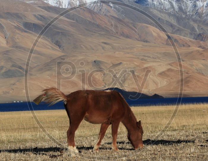 Horses grazing in the Valleys of Leh