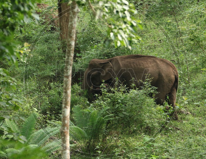 An elephant at Parambikulam Tiger Reserve