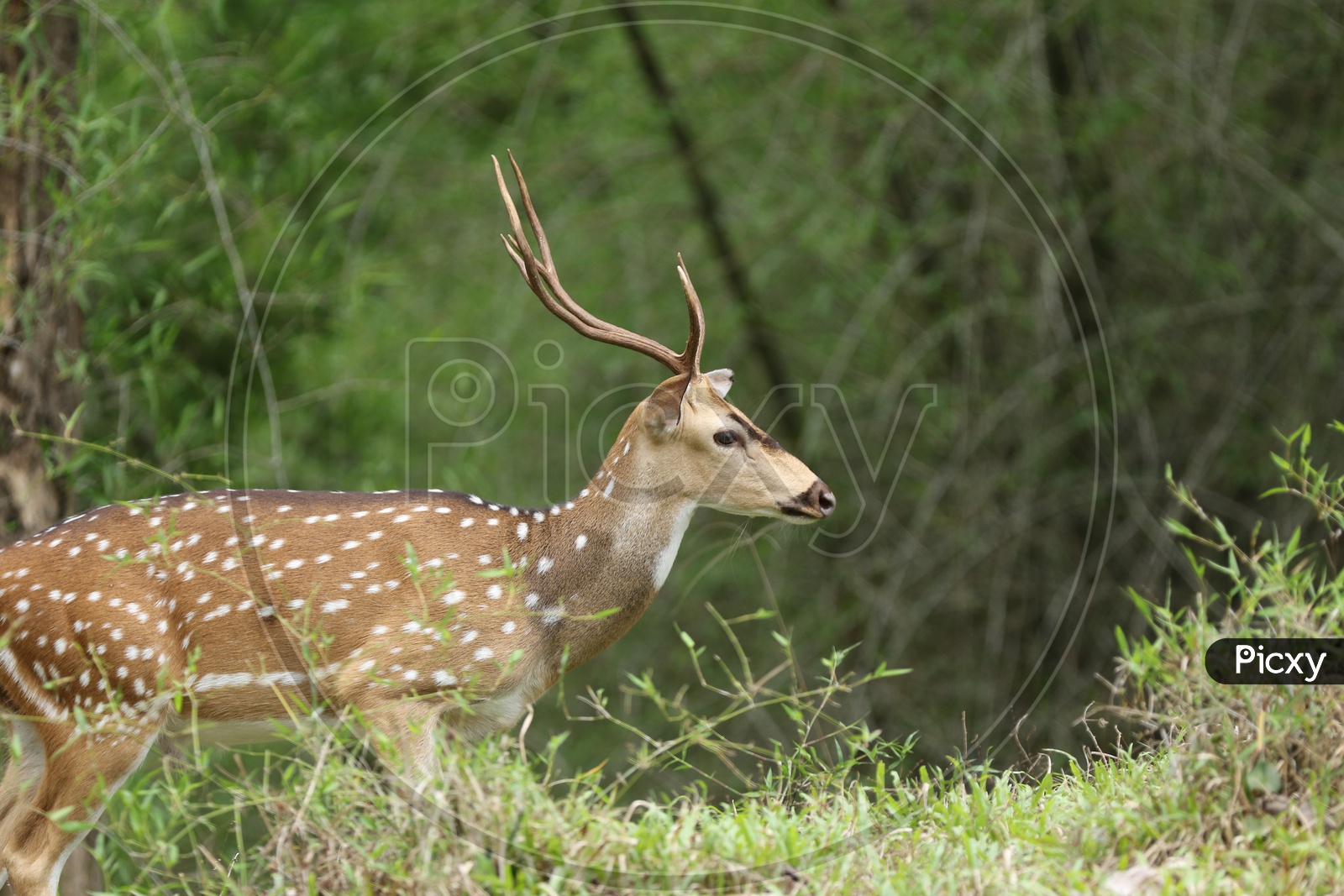 A deer in a forest reserve