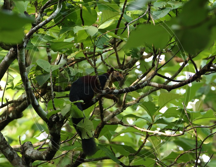 Malabar mountain squirrel at Parambikulam Tiger Reserve
