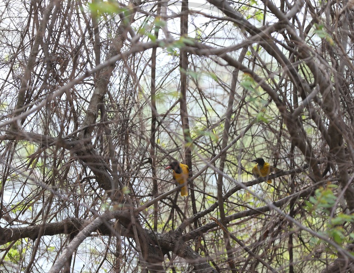 Black headed oriole birds at Parambikulam Tiger reserve