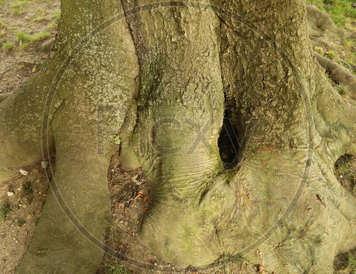 Tree Bark Closeup With Texture