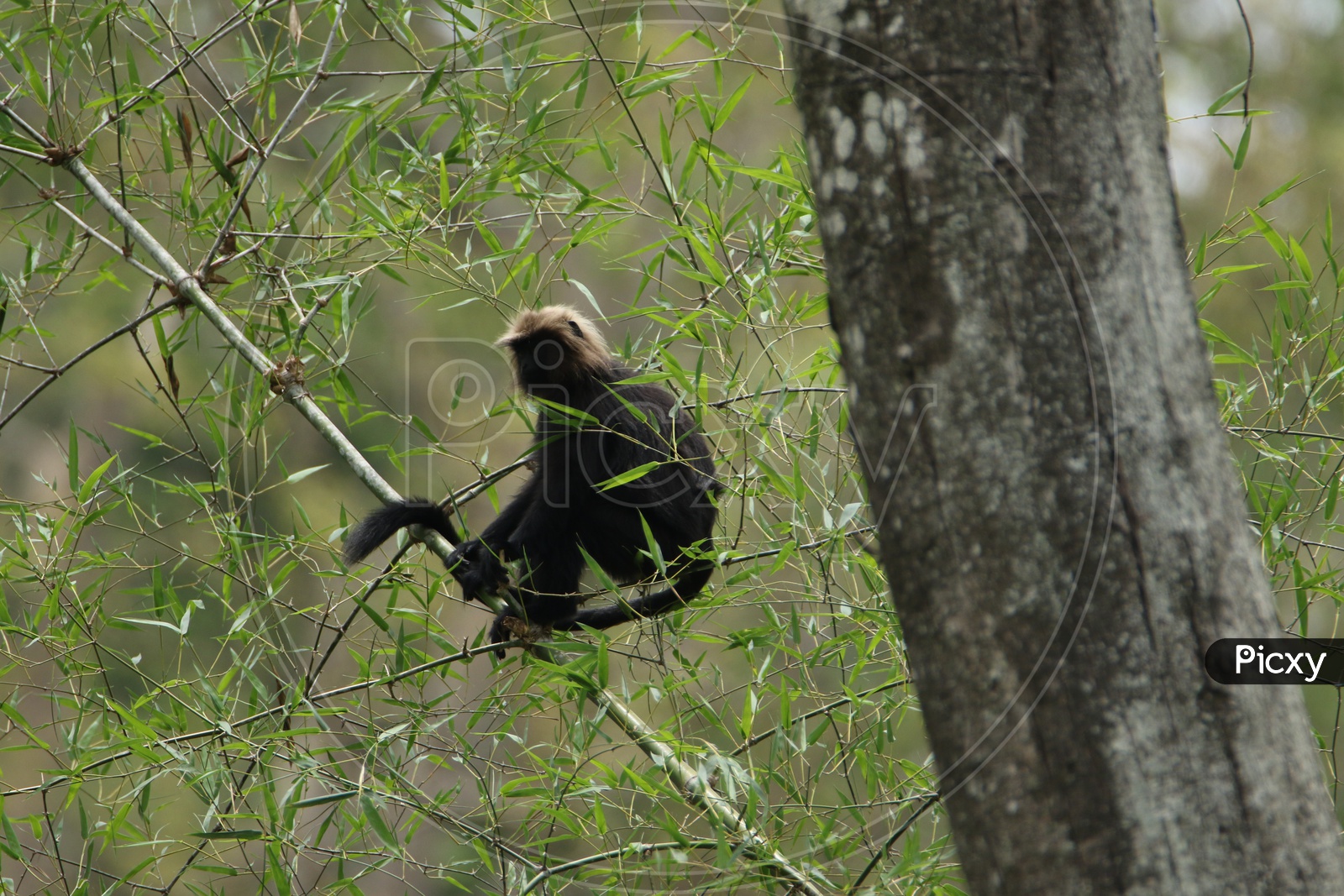 Nilgiri Langur at Parambikulam Tiger Reserve