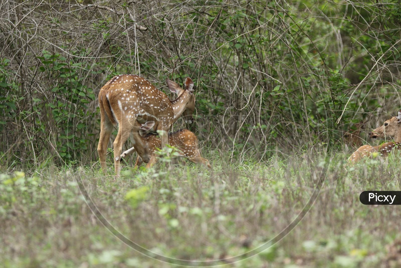 A deer feeding fawn in a forest Reserve