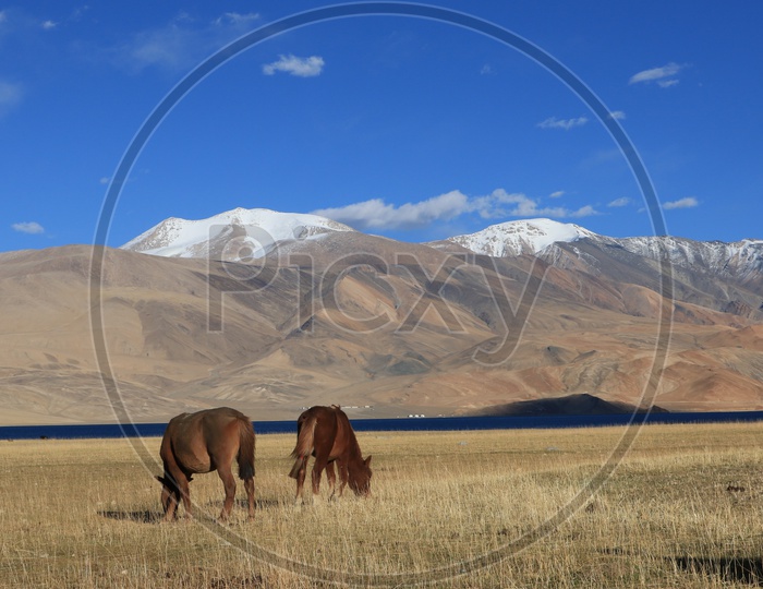 Horses feeding in the Valleys Of Leh