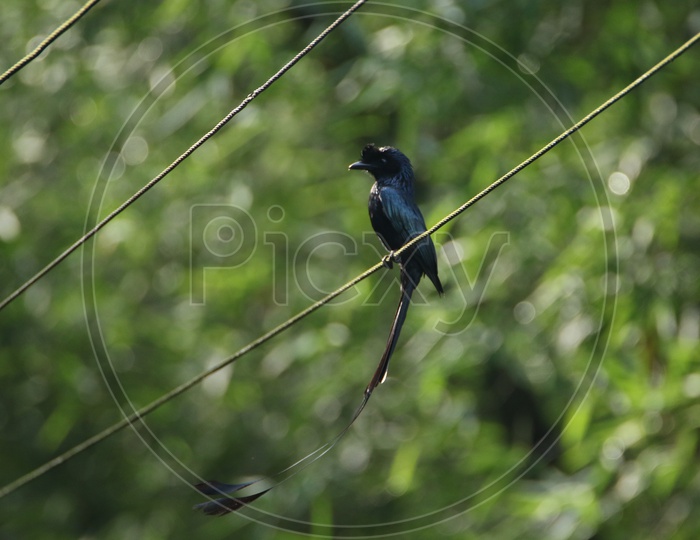 Belted kingfisher Bird
