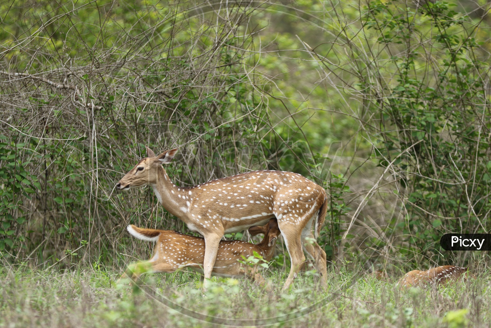 Deer feeding fawn in a forest reserve