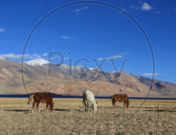 Horses Feeding In River valleys of Leh