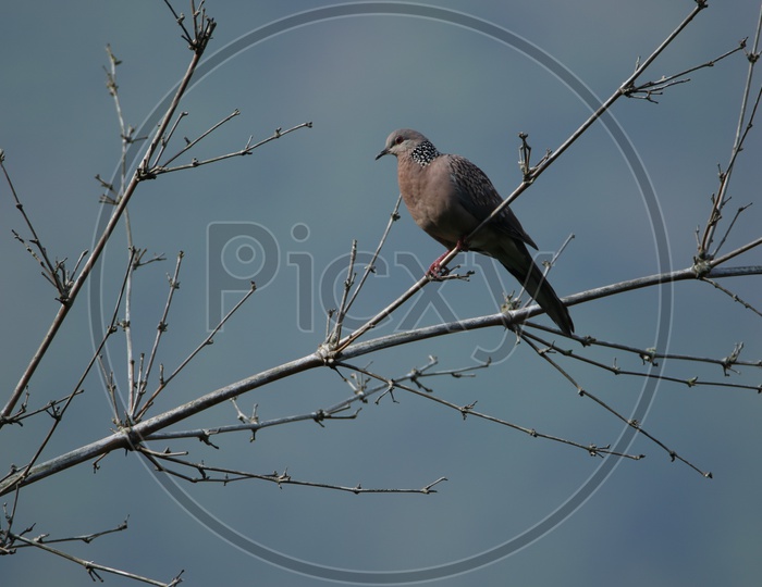 A pigeon on a tree branch