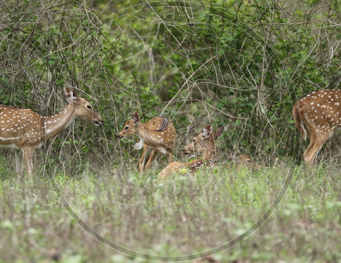Deer herd in a forest reserve