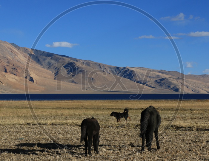 Horses having feed in the Valleys of Leh