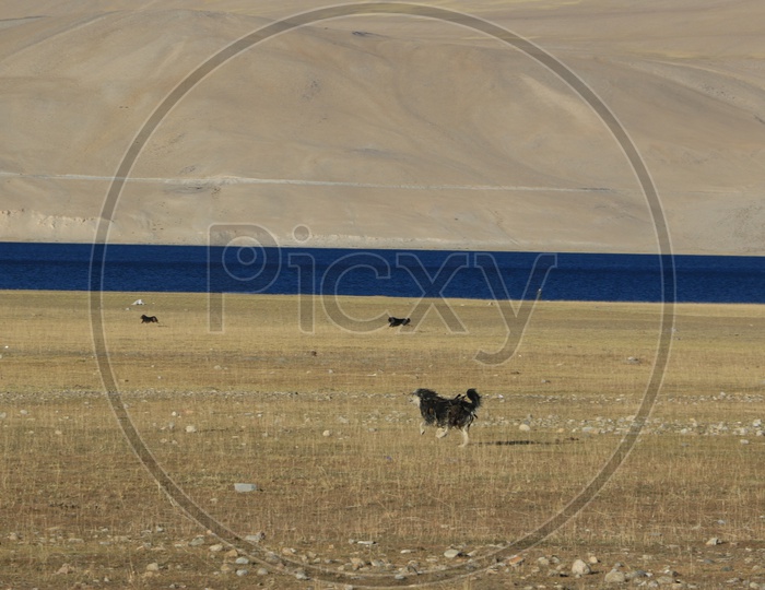 Dogs in the valleys of Leh