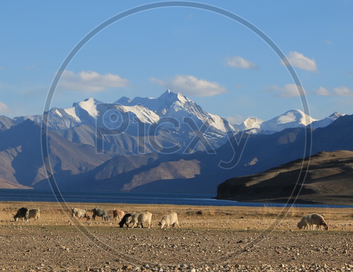 Sheep grazing in the Valleys of Leh