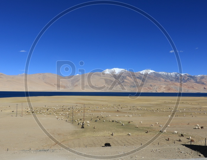 Landscapes of Leh - Snow capped Mountains & Lake/Blue waters