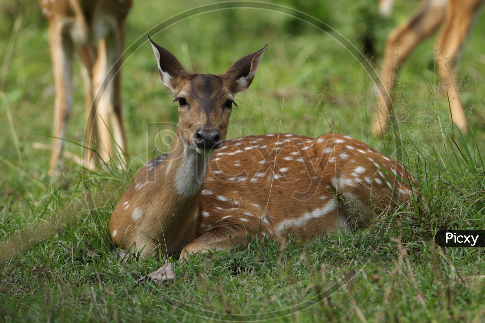 Deer at Parambikulam tiger reserve