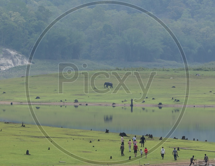 An elephant and tourists in the meadows besides the river at parambikulam Tiger Reserve