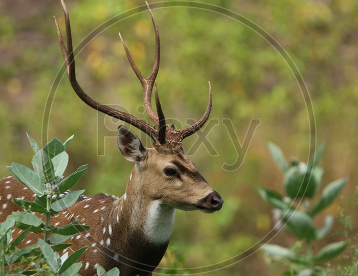 Deer at parambikulam tiger reserve