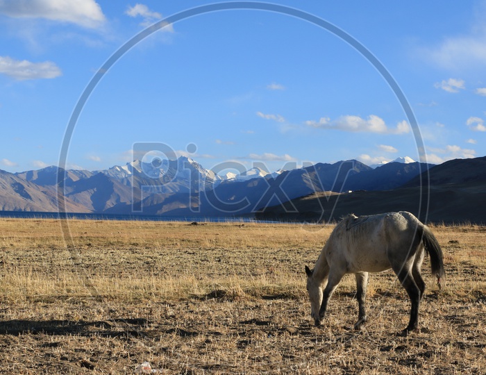 Landscapes of Leh - Snow capped Mountains & a Horse
