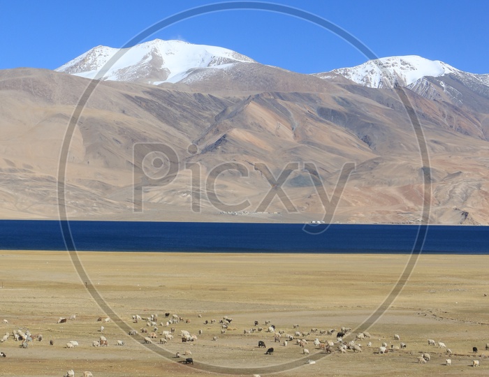 Landscapes of Leh - Snow capped Mountains & Lake/Blue waters