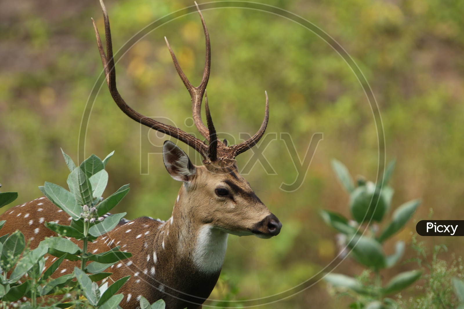 Deer at parambikulam tiger reserve