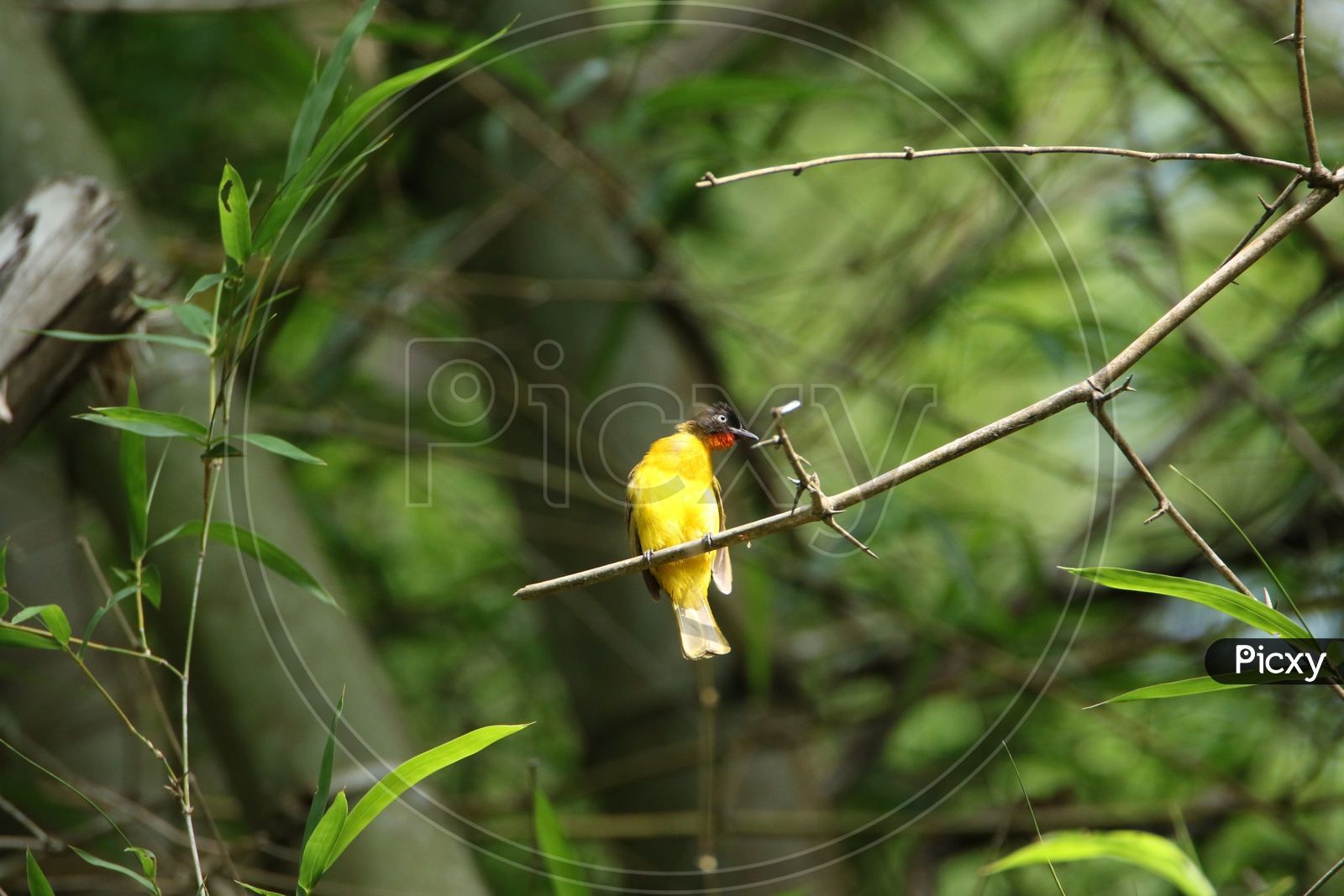 Goldfinch Bird