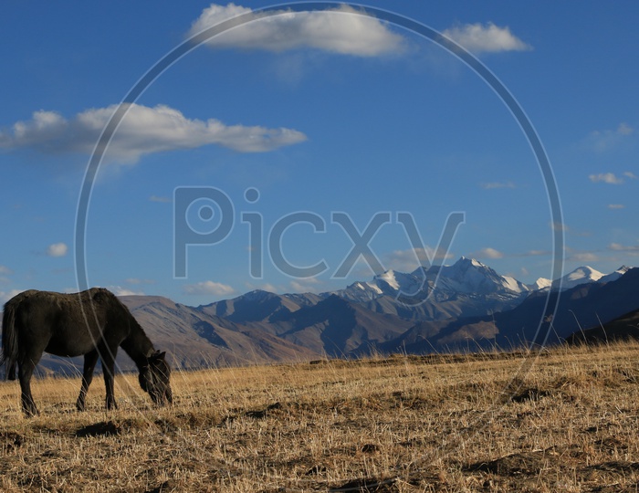 Landscapes of Leh - Snow capped Mountains & a Horse