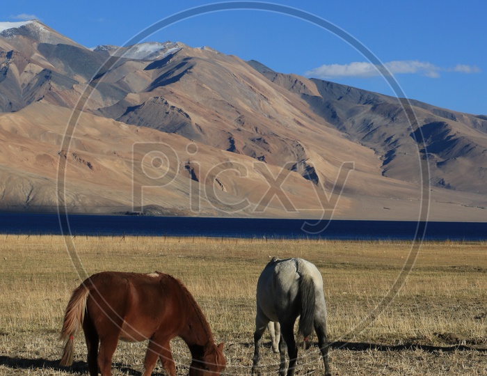 Landscapes of Leh - Snow capped Mountains & Horses