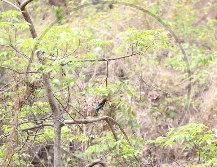 Kingfisher at parambikulam tiger reserve