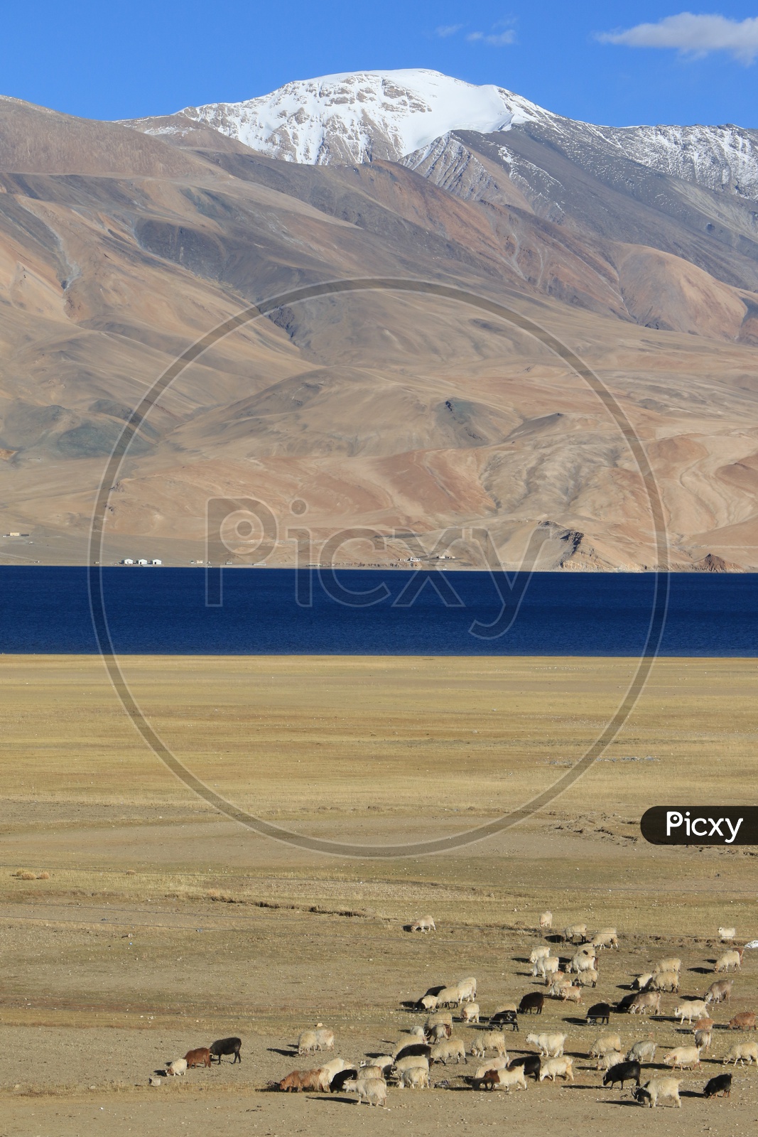 Flock of mountain sheep grazing in the Valley Of Leh