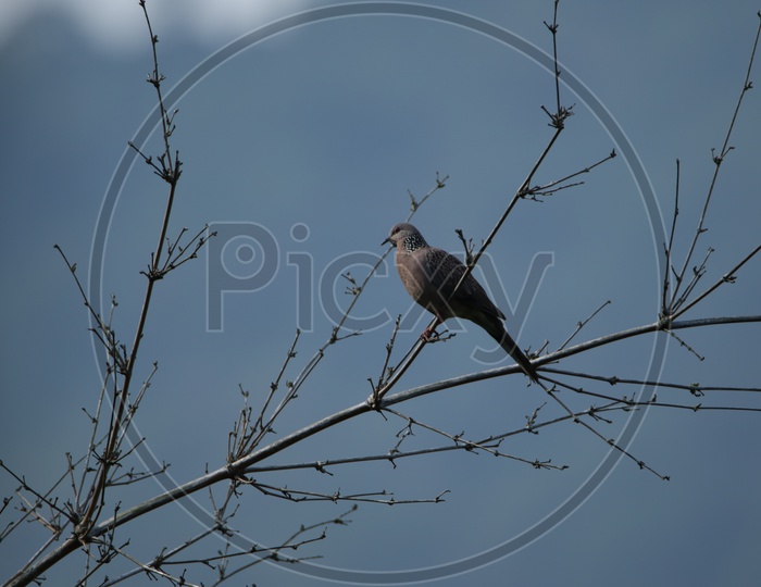 A pigeon sitting on a branch