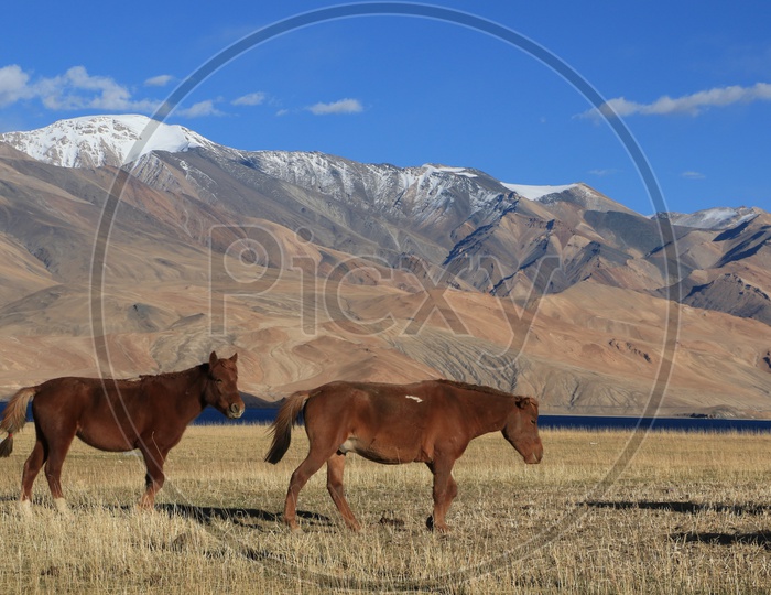 Horses in the valleys of Leh
