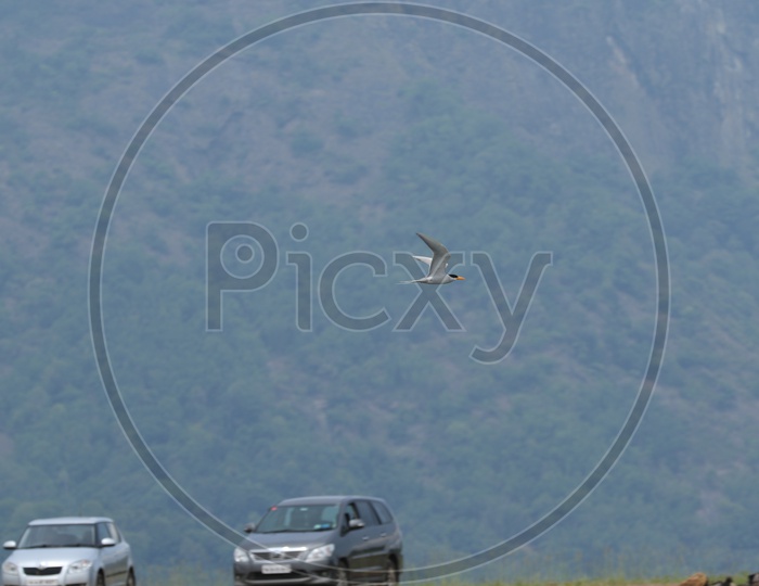 A bird on flight at Parambikulam tiger reserve