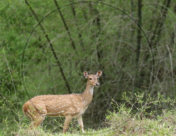 Deer in a forest reserve