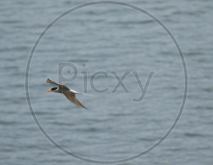 River tern bird flying