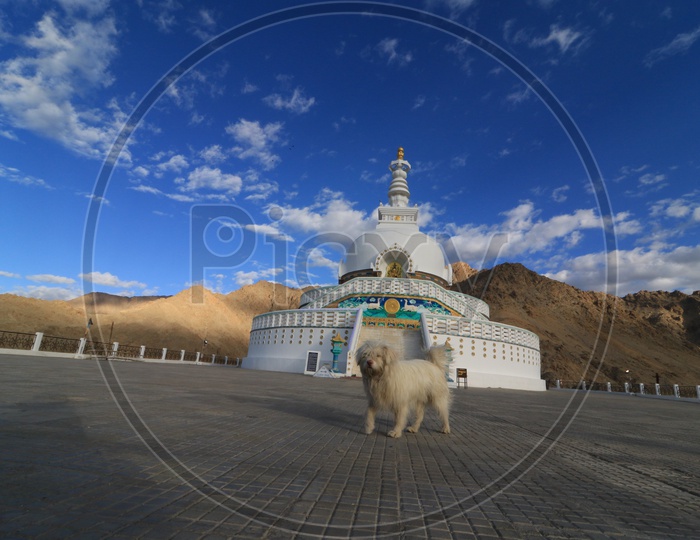 A dog at Shanti stupa at Leh
