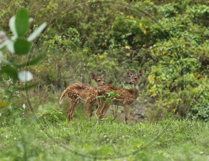 Deers in a forest reserve