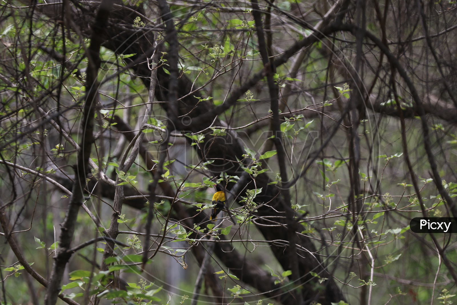 Black headed oriole at Parambikulam Tiger reserve
