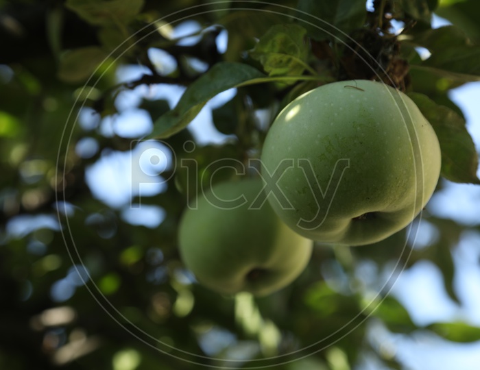 Close up shot of green apple