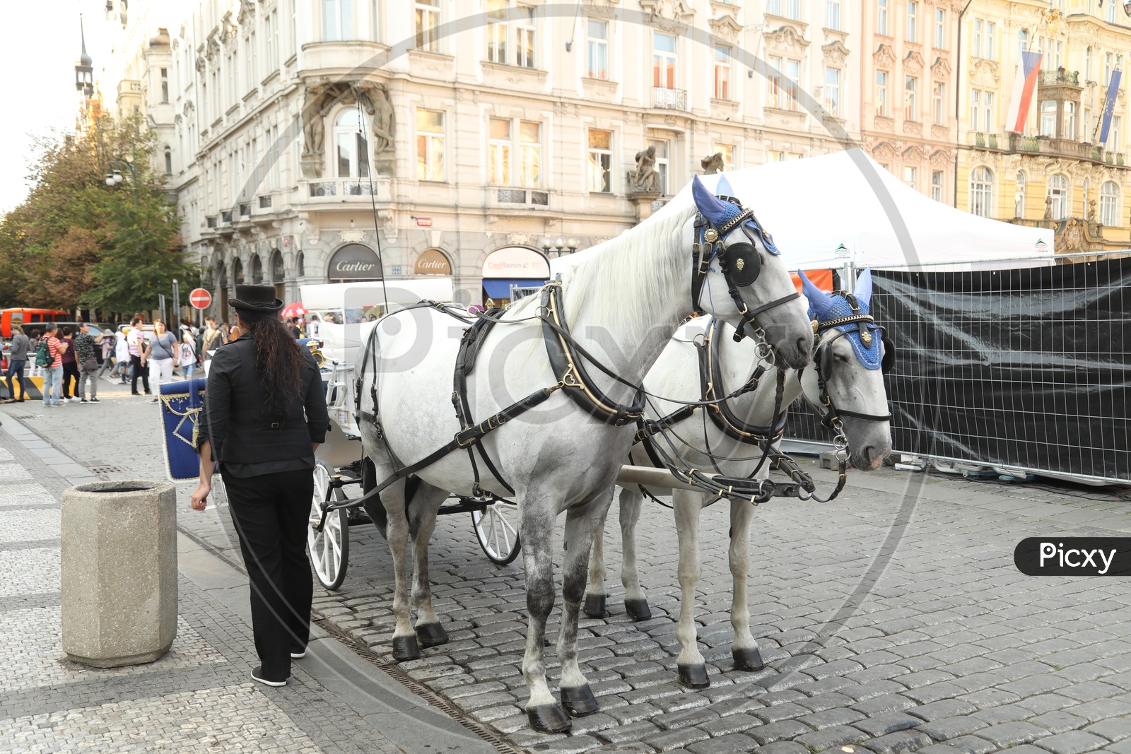 Horse Carts in Prague