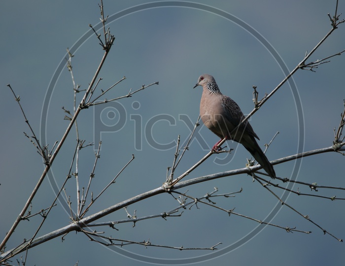 A pigeon on a branch of a tree