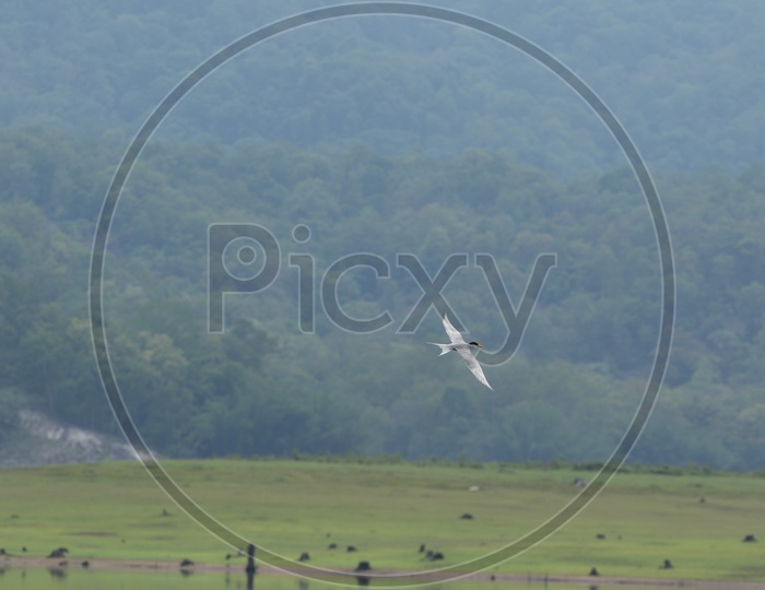 A white bird on flight at Parambikulam tiger reserve