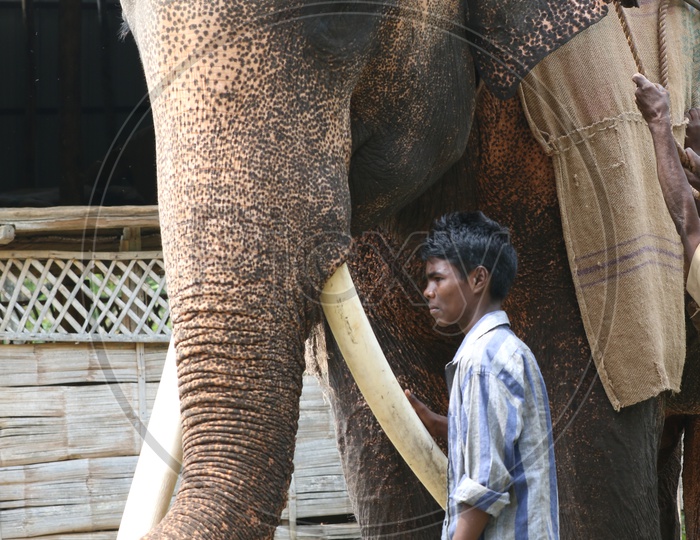 Elephant and its care taker