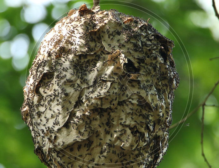 A leaves nest made by ants