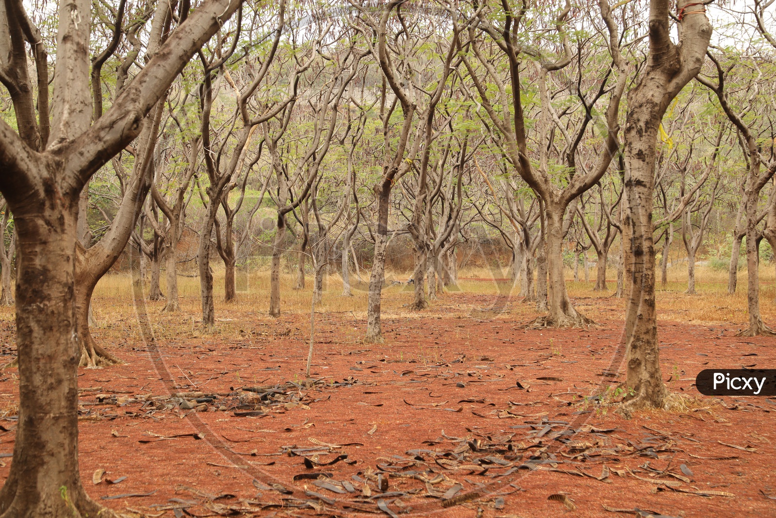 Dried trees With the leafs on Ground