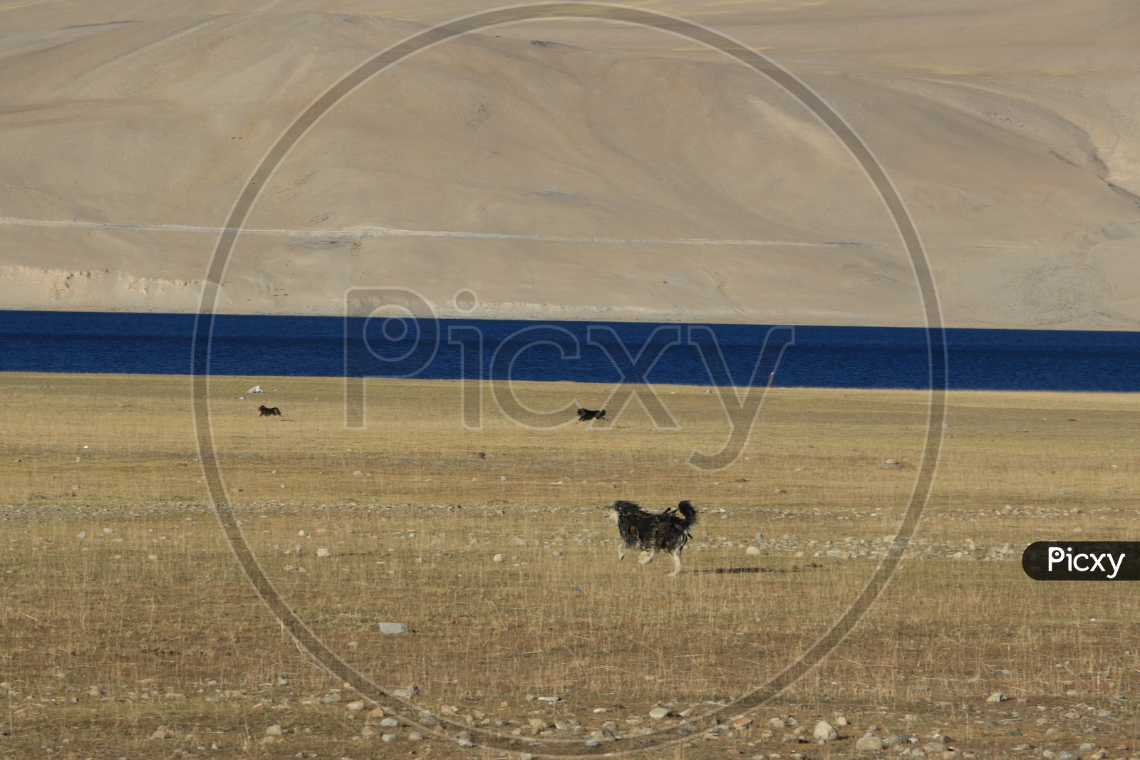 Dogs in the valleys of Leh